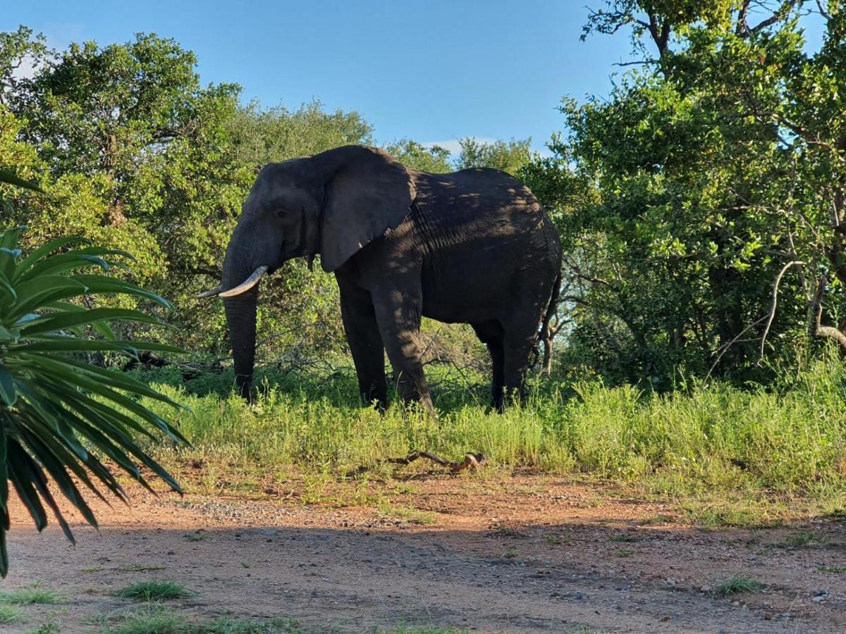 Masorini Bush Lodge & Safari Tents Phalaborwa Kültér fotó